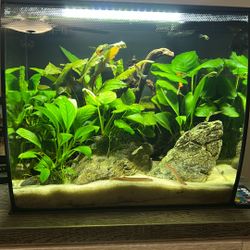 10 Gallon Fish Tank