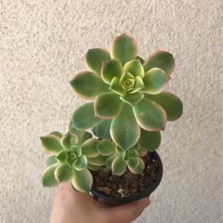 Beautiful Kiwi Aeonium Succulent Plant