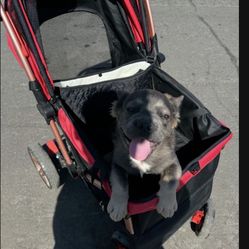 dog stroller with mommy bag