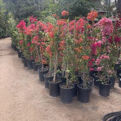 5 Gallon Size- Bougainvillea- Bird of Paradise- Hibiscus- Boxwood- Ficus- Rose Bushes- Jasmine- Oleander- Honeysuckle- Cypress