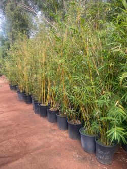 5 Gallon Size- Beautiful Bamboo Plants- Approximately 4-6 Feet Tall