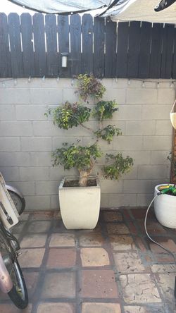 Bonsai tree old