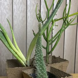 Plants Tools  35ave/Glendale 