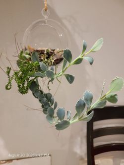 Succulents in a clear glass globe