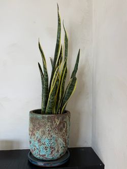 2 houseplants + 1 planter
