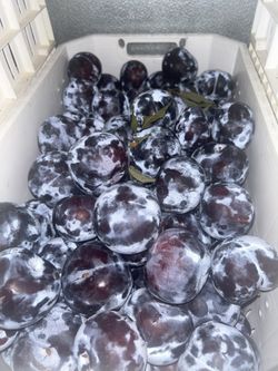 Organic Owen Plums