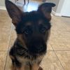 Oscar