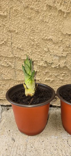 Moonshine snake plants