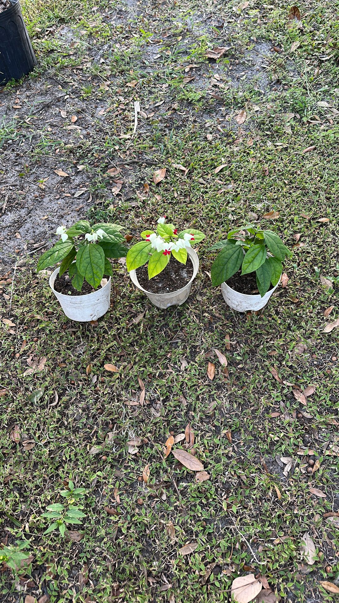 RED AND WHITE BLEEDING HEART VINE  Plant Bush 5$ Each
