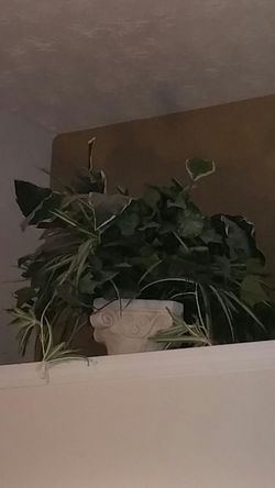 Huge artificial plant in white plaster planter
