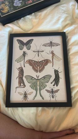 Framed Insect Illustration Art Print