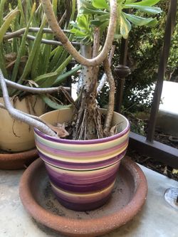 Set of 2 White & Purple Pots For Plants & Flowers