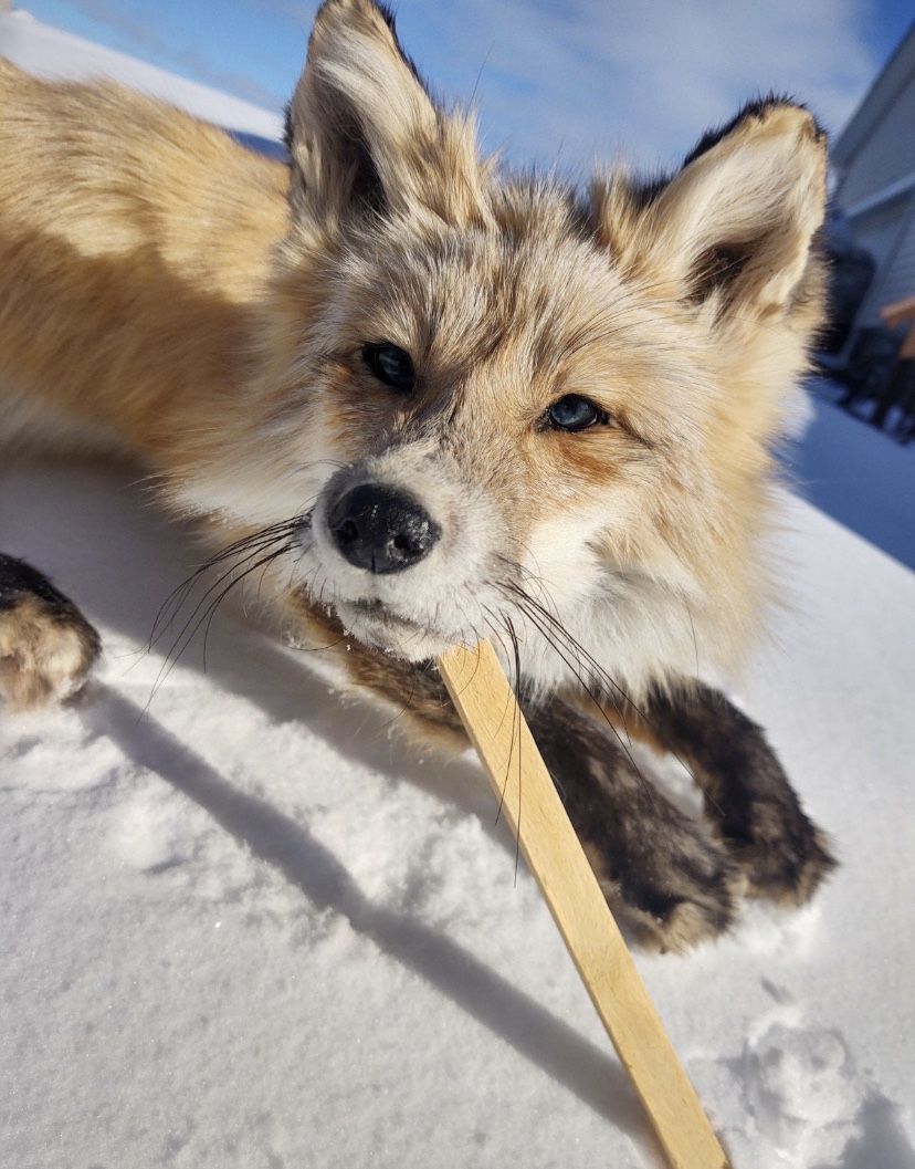 Soft Mount Pale Ranch Red Fox