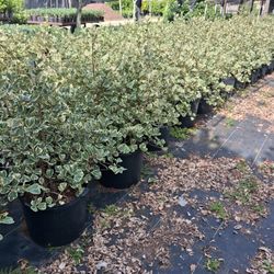 7 Gallon Green Island Ficus And Triangle Ficus Plants 