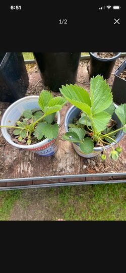 Two healthy producing strawberry plants