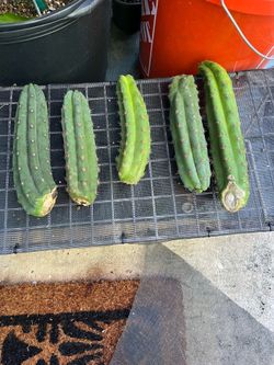San Pedro cactus