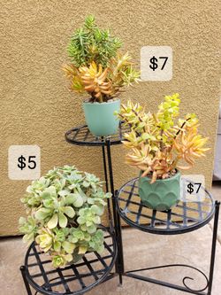 Succulent Arrangements 