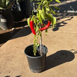 Chile De Arbol/ Chile Serrano / Pepper Plant 