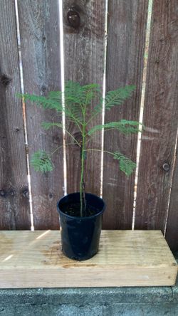 1- Gallon Jacaranda Tree.