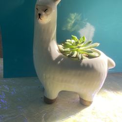 Llama With Succulent