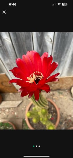 Cactus plant