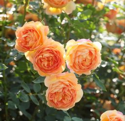 Own root Lady of Shalott David Austin rose plant_ 2 available