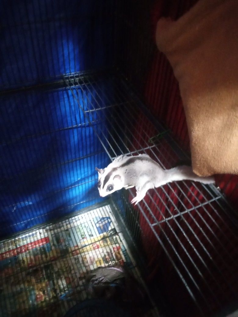White Face Sugar Gliders