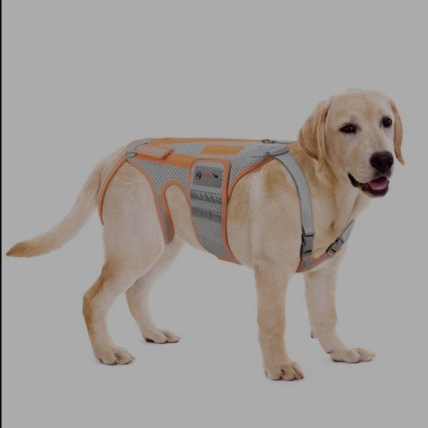 BaoGuai Dog Back Brace For Arthritis, Dog Hip Brace For IVDD, Frame Support Harness For Back?Keeps The Back Stable And Reduces Movements And Pains (XL