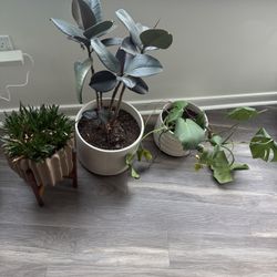 3 Plants With Pots