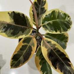 Ficus Tineke Variegated Rubber Plant