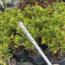 Croton Gold Dust - 3 Gallons