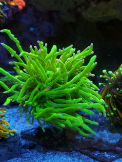 Indo torch coral
