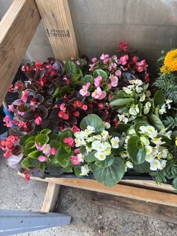 Flowers plants