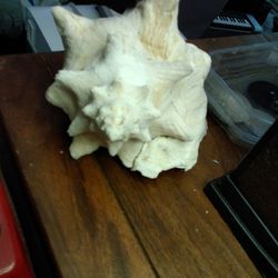 Large Seashell