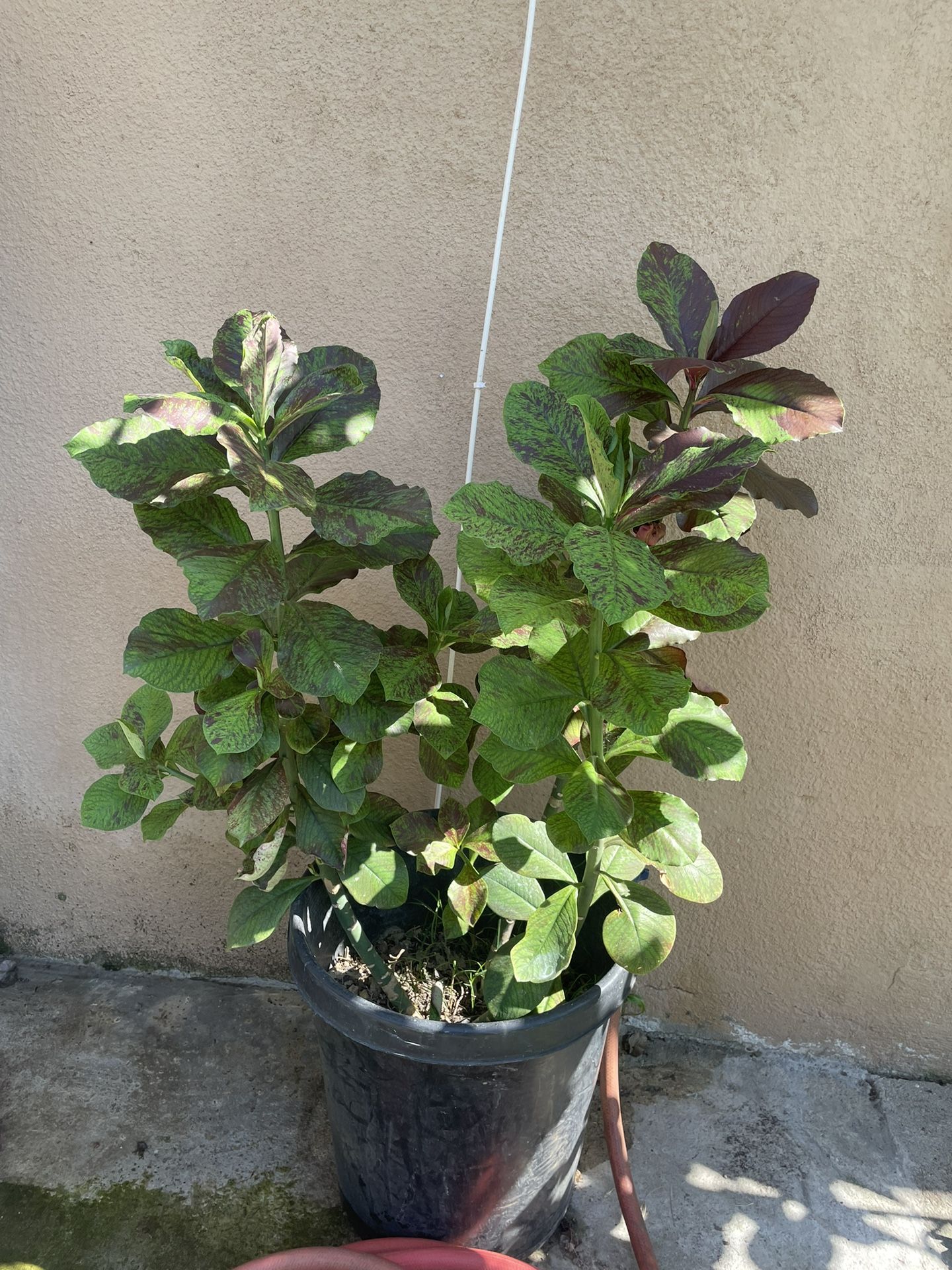 Euphorbia Umbellata Plant African Milk Bush