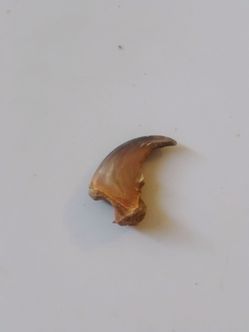 Bear Claw.