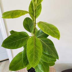 Ficus Altissima Plants