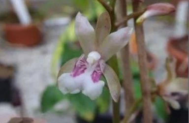 *$4 to $15* Monk Orchid | African Spotted Orchid | Oeceoclades Maculata | Terrestrial-Epiphytic