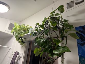 House plants!!