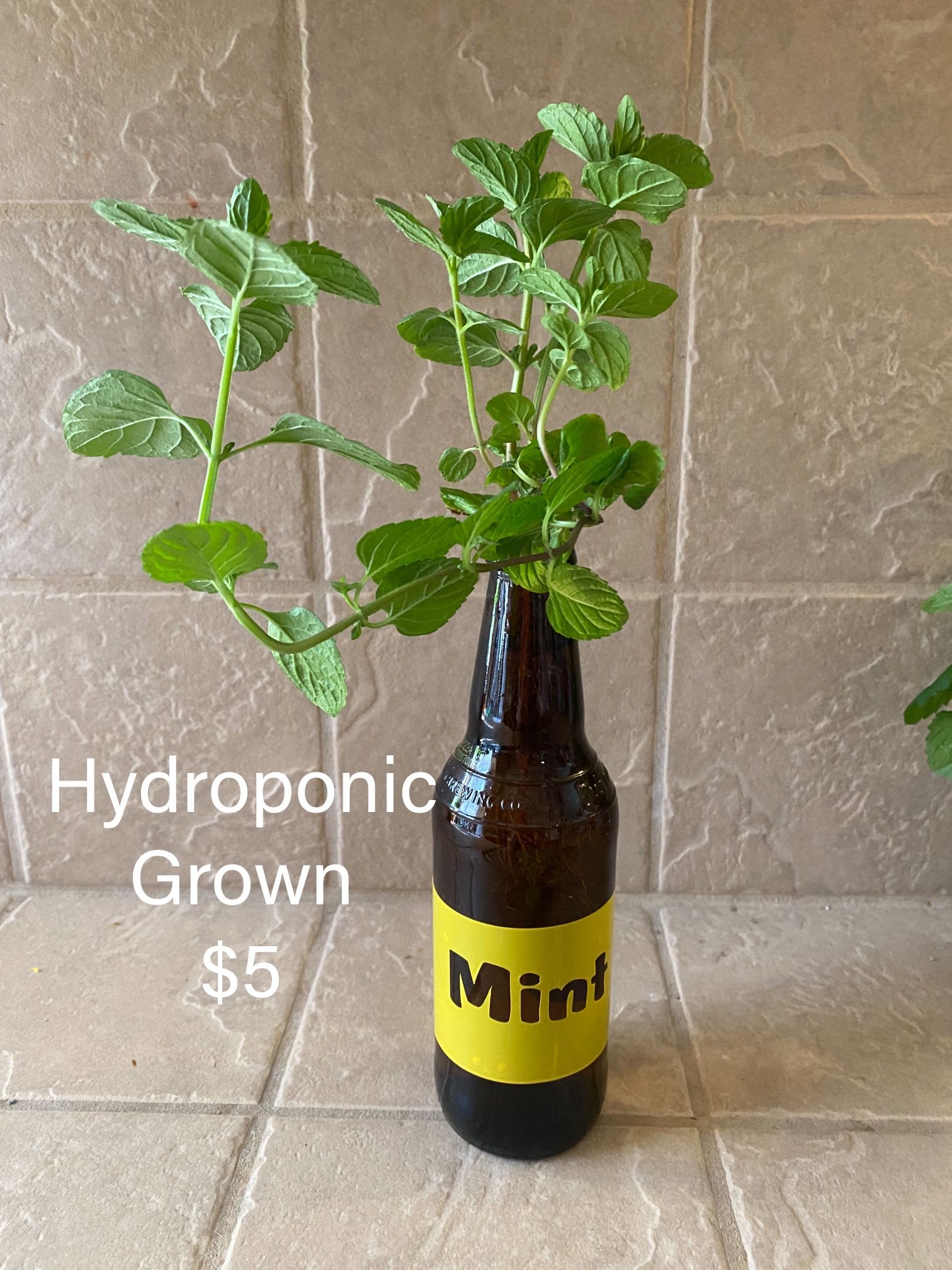 Mint Plant Hydroponic Grown