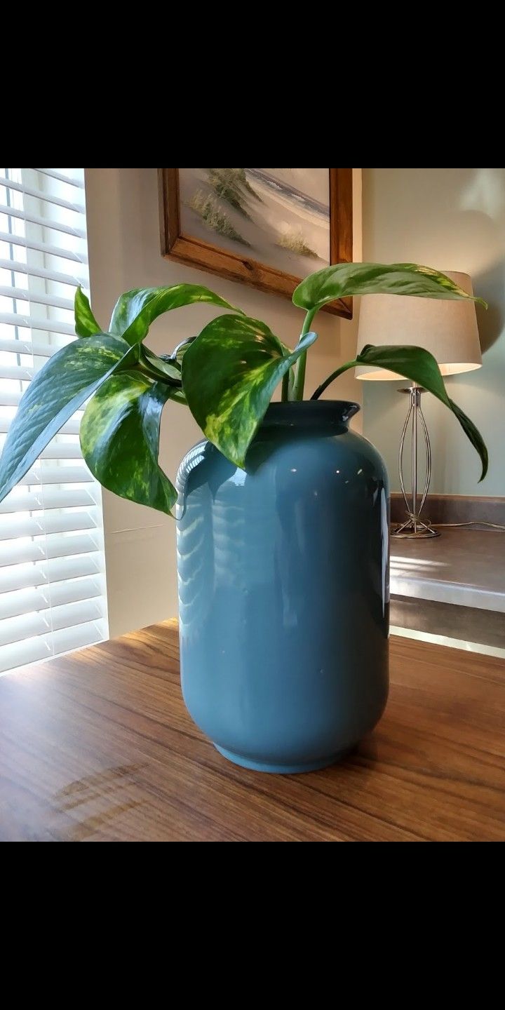 Pretty Vine Plant Air cleaning Blue (B)