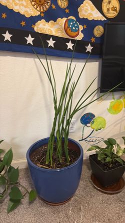 Sansevieria cylindrica