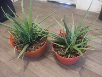 Aloe Vera Plants 