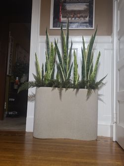Large Ribbed Oval Planter with Snake Plants