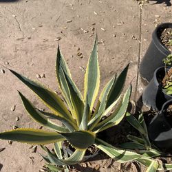 Agave Americano