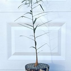 Brachychiton Rupestris/ Bottle Tree (Planter Included).   #B3