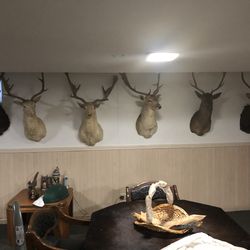 Taxidermy for sale