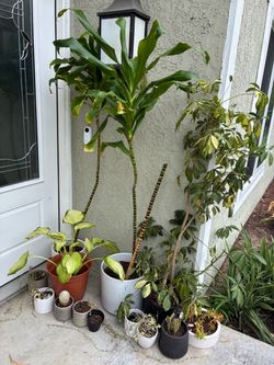 Indoor and outdoor plants - 12