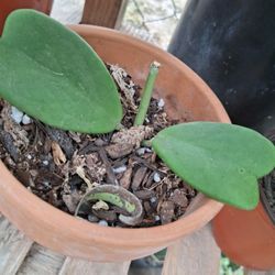 Hoya Heart Plant