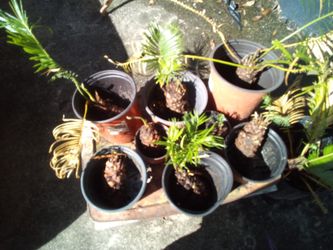 Sago Palm Pups